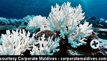 courtesy Corporate Maldives - Coral Bleaching Imperils Maldives Economy