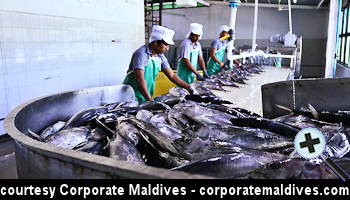 courtesy Corporate Maldives - Maldives Fish Exports Plummet