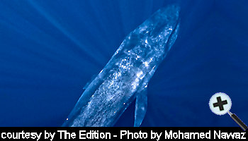 courtesy The Edition - The blue whales graceful manoeuvres in the crystal-clear waters of the Maldives