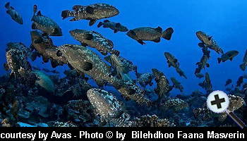 courtesy Avas - Groupers (Photo by Bilehdhoo Faana Masverin)