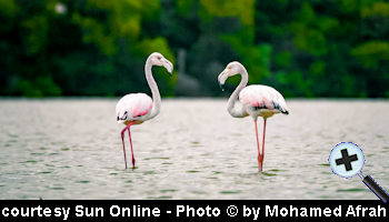 courtesy Sun Online - Flamingos at Shaviyani Funadhoo Dhaffalhu