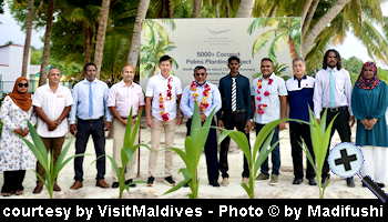 courtesy VisitMaldives - The Madifushi Private Island Coconut Palms plant Team