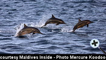 courtesy Maldives Insider -  Jumping Dolphins