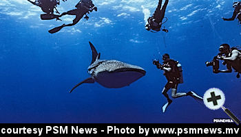 courtesy PSM News - Divers with Whaleshark