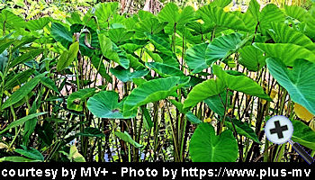 courtesy MV plus - Plantfarm in Addu