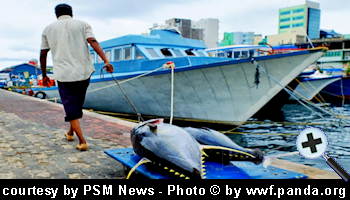 courtesy PSM News - Yellowfin Tuna - (Photo (c) panda.org)VisitMaldives - Condor resumes summer flights to the Maldives from Germany
