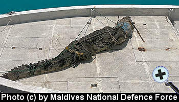 courtesy Maldives Insider - The Lhaviyani Crocodile