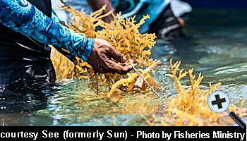 courtesy Sun Online - Seaweed - (Photo by the Fisheries Ministry)