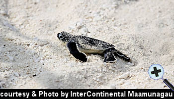 courtesy Maldives Insider - Young Sea Turtle on the Maamunagau Beach