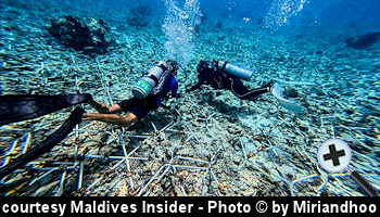 courtesy Maldives Insider - The Westin Maldives installs Reef Stars and  coral fragments